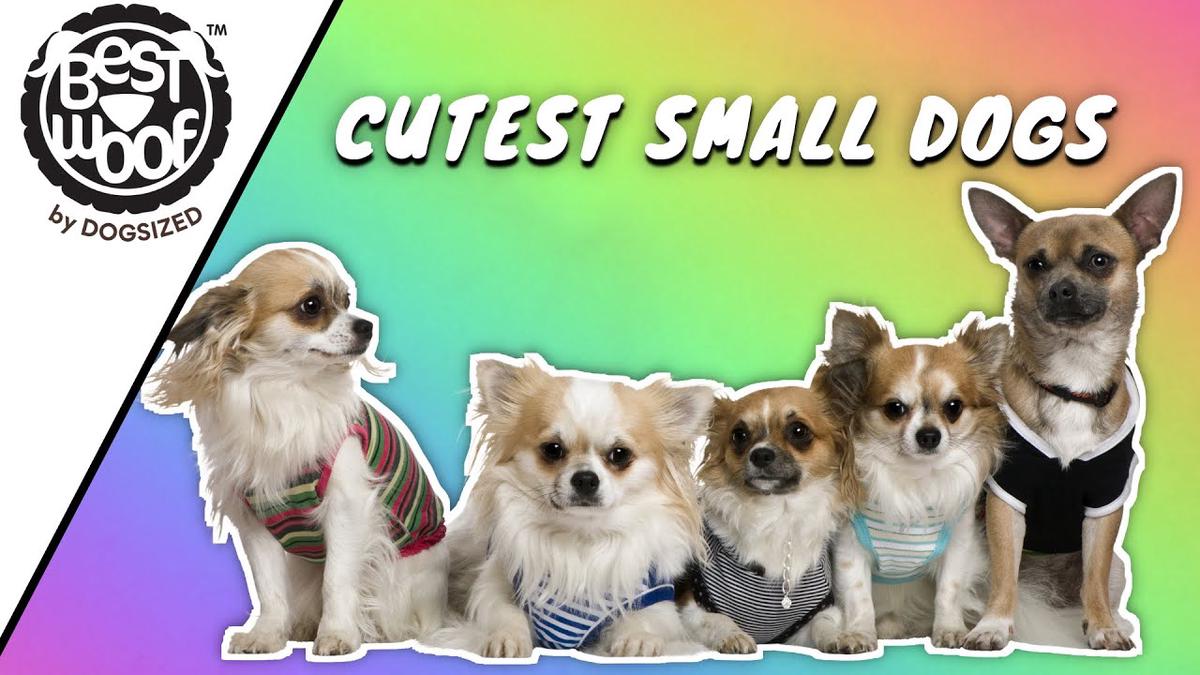 'Video thumbnail for Cutest Small Sized Dog Breeds in the World | Cute Puppy Breeds | BestWoof'