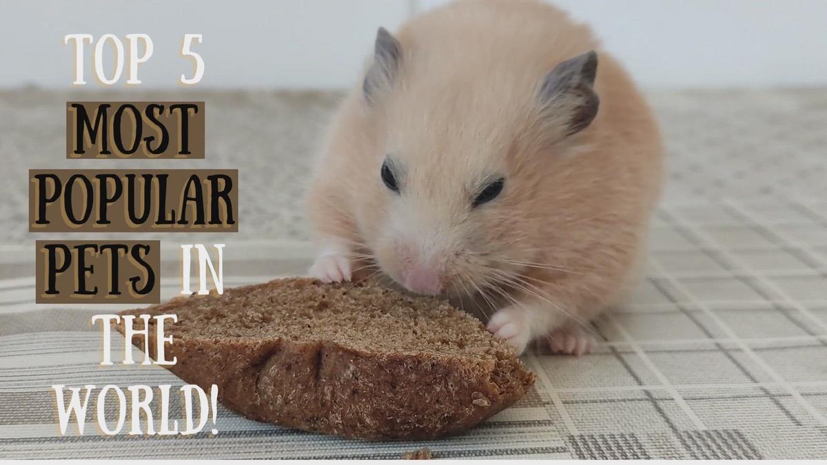 'Video thumbnail for 5 MOST POPULAR PETS'