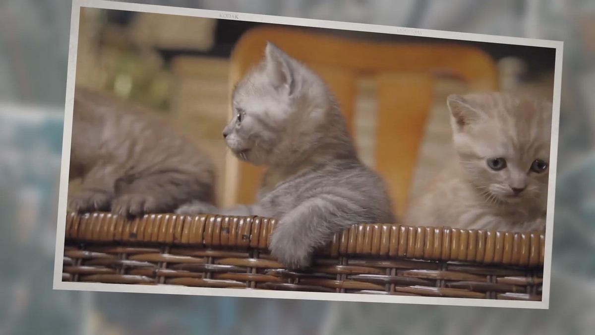 'Video thumbnail for 5 Strange Pets You Can Legally Own'