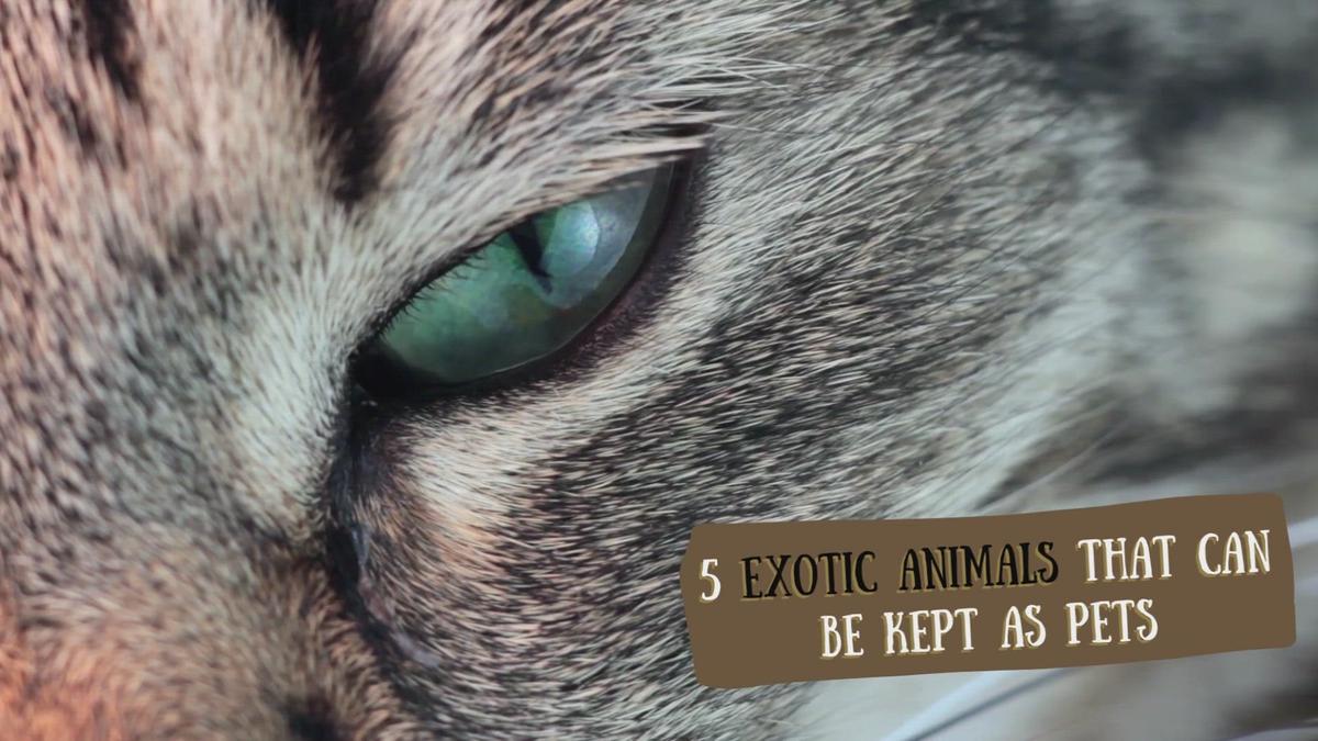 'Video thumbnail for 5 EXOTIC ANIMALS KEPT AS PETS'