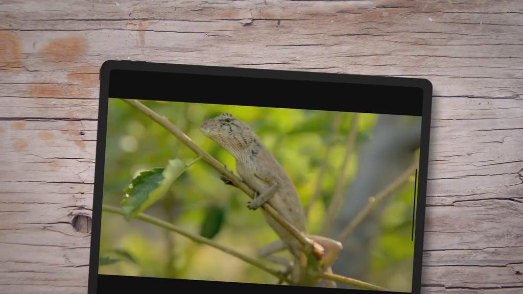 'Video thumbnail for Best Small Pet Lizards'
