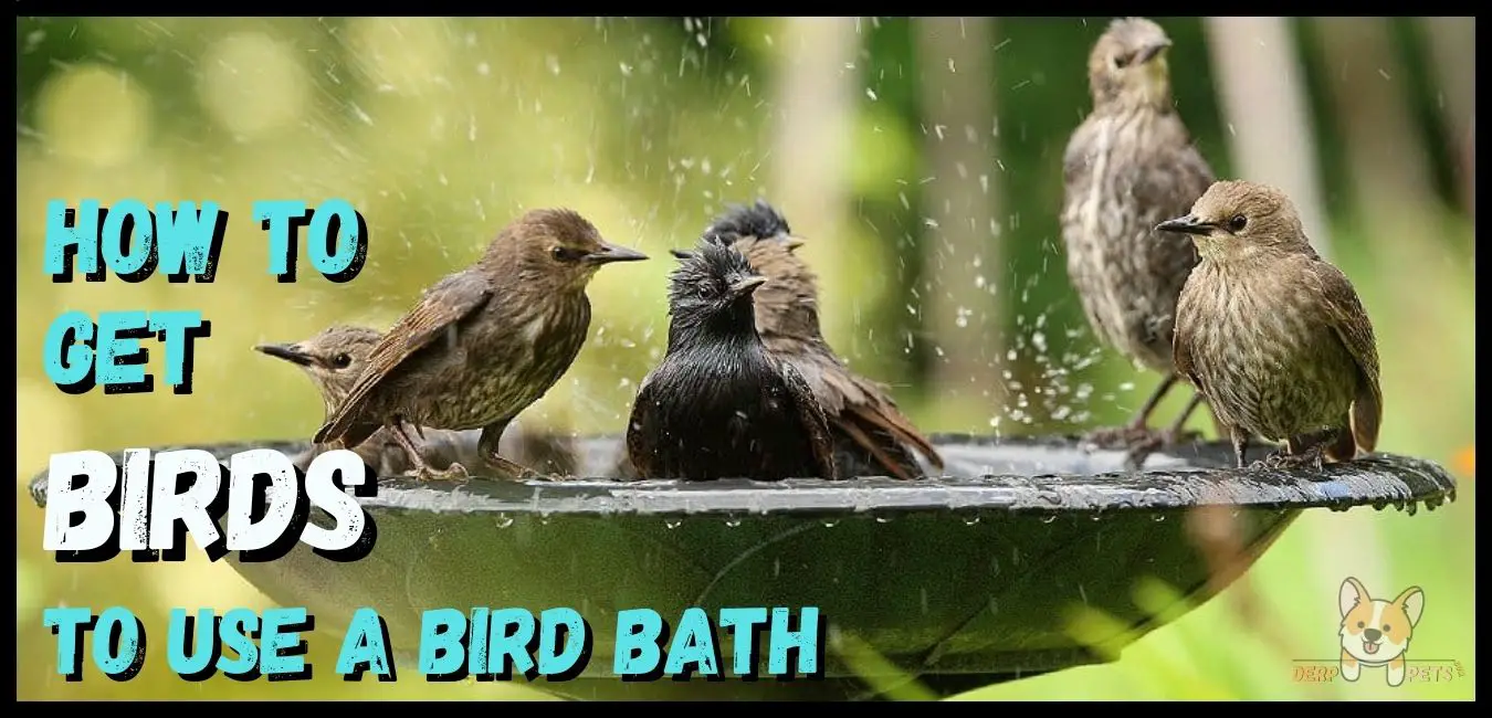 5 Best Bird Baths For Attracting Birds Of All Kind