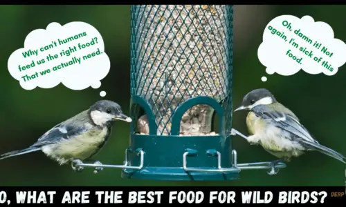 6 Best Food For Wild Birds: To Attract Most Bird Species