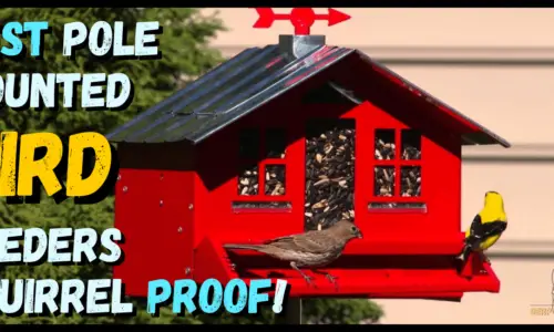 5 Best Pole Mounted Bird Feeders Squirrel Proof