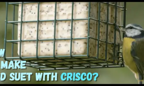 How to make bird suet with Crisco Simple 6 Ingredient Recipe