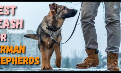 8 Best Leash For German Shepherds (Soft & Durable)