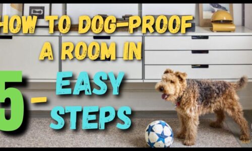 How To Dog Proof A Room In 5 Easy Steps (With Good Tips)