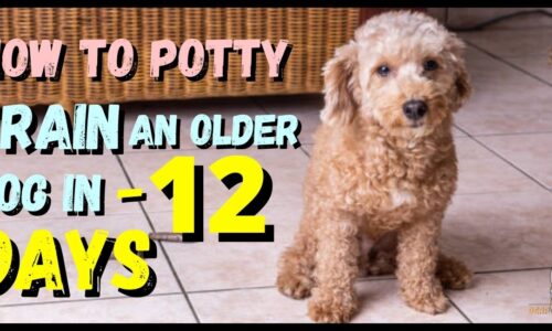 How to potty train an older dog in an apartment Tips + Tricks