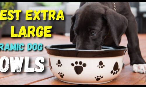 10 Best Extra Large Ceramic Dog Bowls (Unbreakable)