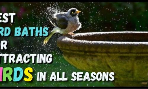 5 Best Bird Baths For Attracting Birds Of All Kind