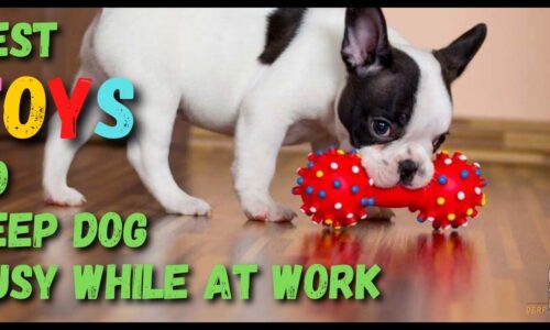 5 Best Toys to Keep Dog Busy While at Work (Expert Choice)