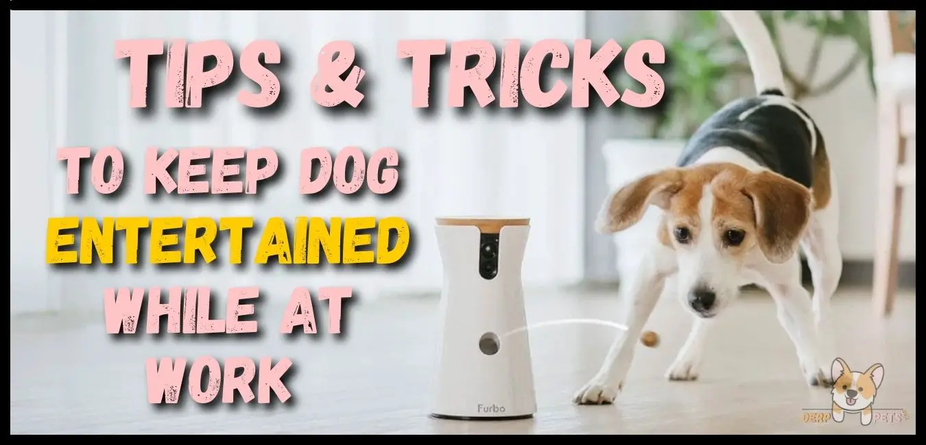 5 Best Toys to Keep Dog Busy While at Work (Expert Choice)