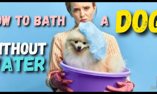 How To Give A Dog A Bath Without Water – Best 5 Ways