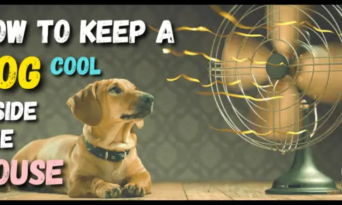 How To Keep A Dog Cool Inside The House (Expert Tips)