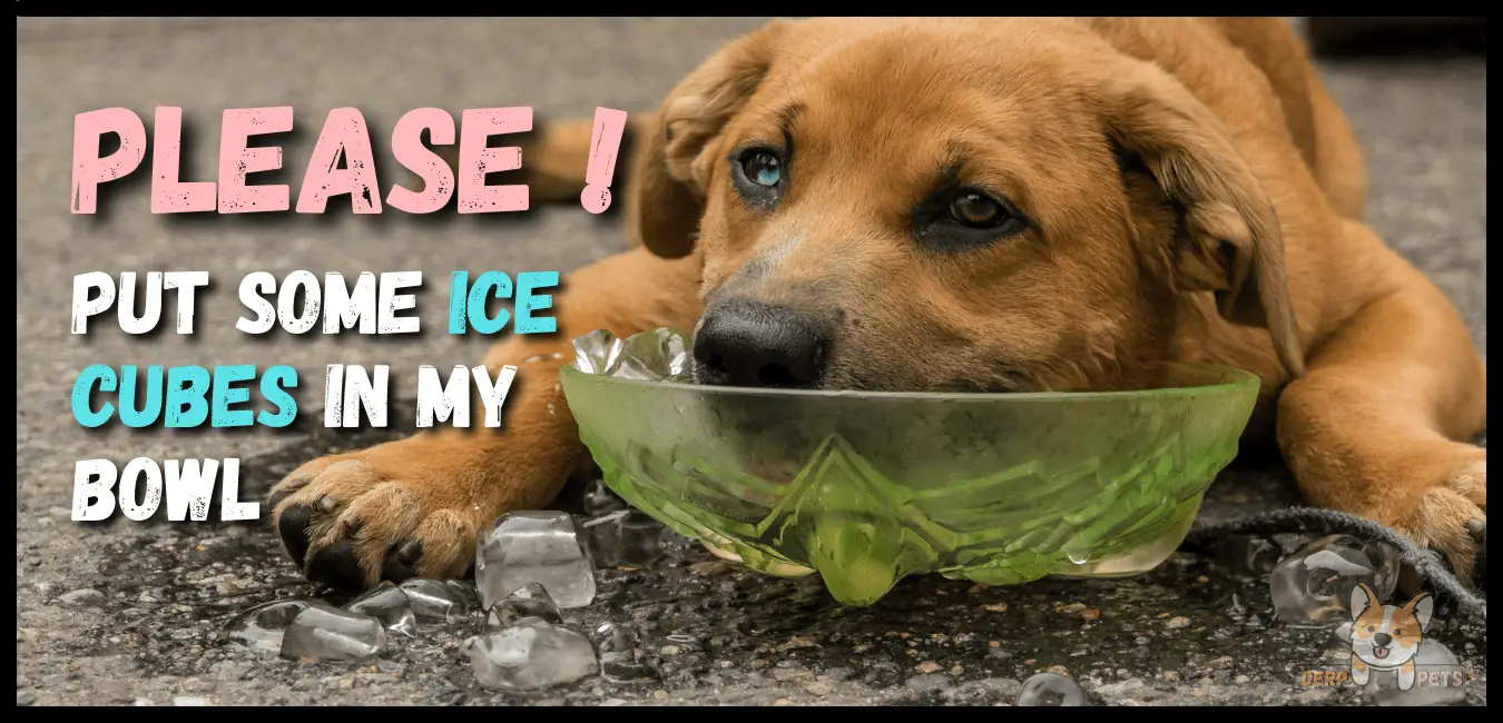 How To Keep A Dog Cool Inside The House (Expert Tips)