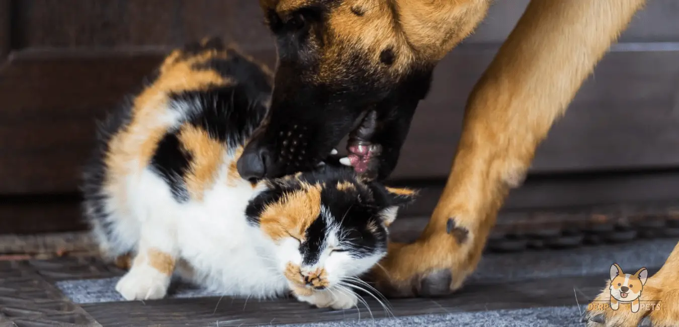 Do German Shepherds Kill Cats? 7 Facts To Know (Explained)