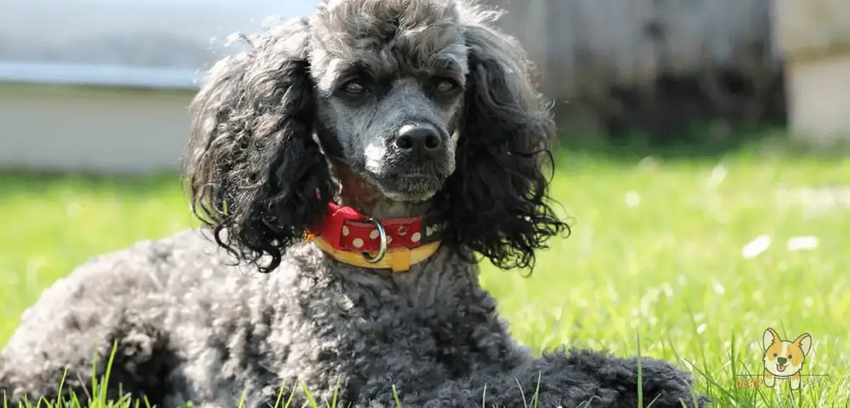 are poodle bread to kill