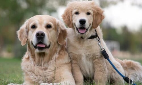 Are Golden Retrievers Independent? 7 Facts You Should Know
