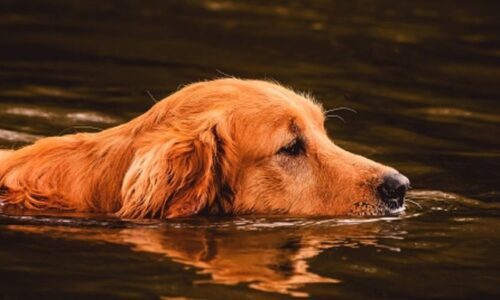 Do Golden Retrievers Need Life Jackets? Explained (+7 Helpful Facts)