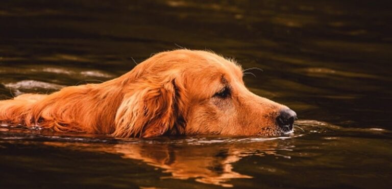 do golden retrievers need life jackets