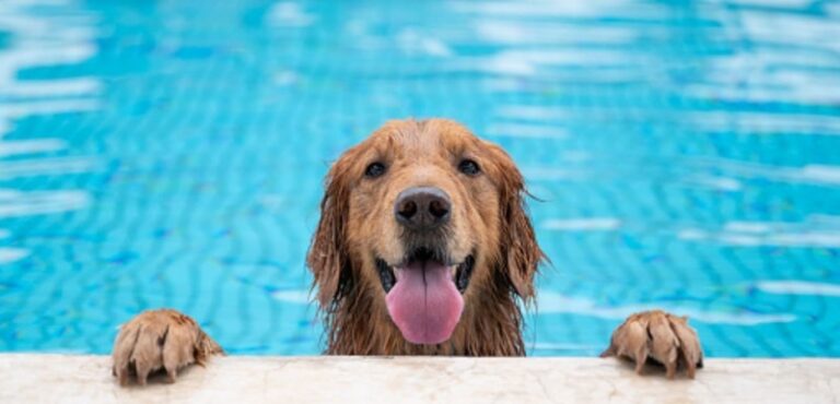 do-dogs-need-life-jackets