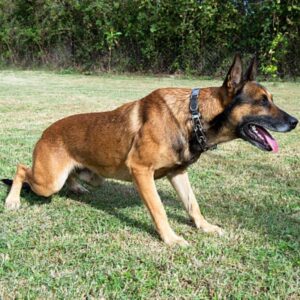 Belgian Malinois