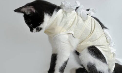 Are Cat Recovery Suits Safe? Thing Owners Should Know