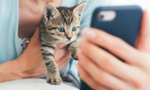 Are Cat Videos Good For Cats? Facts Owners Should Know