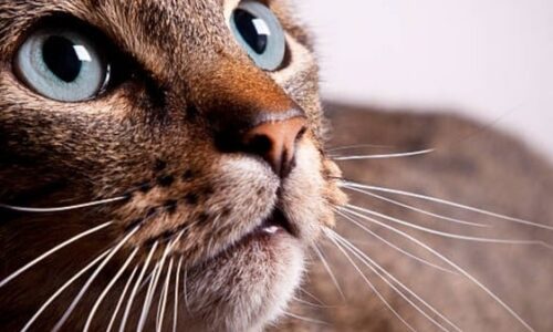 Are Cat Whiskers Poisonous? Some Crucial Facts To Know