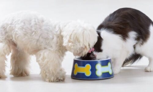 Does Cat Food Make Dogs Go Blind? Facts Owners Should Know