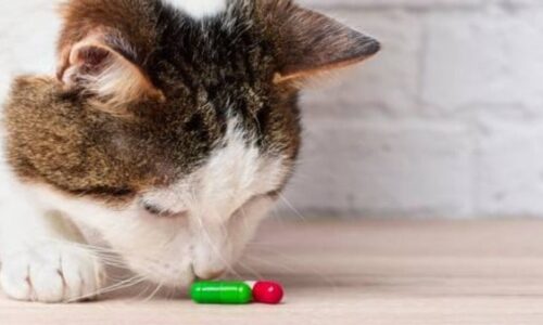 What Happens If A Cat Eats Quetiapine? (Crucial Guidelines)