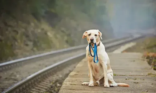 How Far Can A Dog Smell His Way Home?