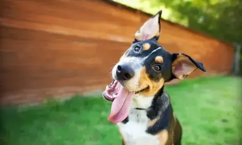 Why Do Male Dogs Mouths Quiver After Licking?