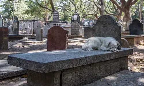 Can Dogs Smell Their Owners In A Grave?