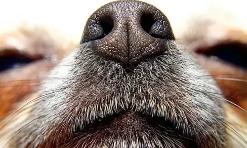 Do Dogs Have Nose Hairs?