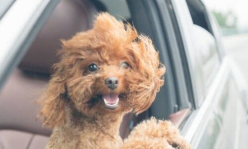 Do Dogs Jump Out Of Car Windows? Crucial Facts