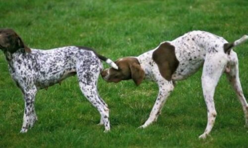 How Do Dogs Attract A Mate? (Mind-blowing Facts)