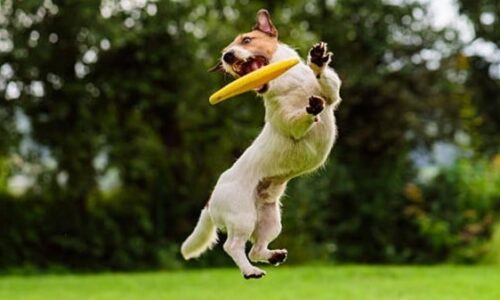 How Do Dogs Jump So High? (Surprising Facts Explained)