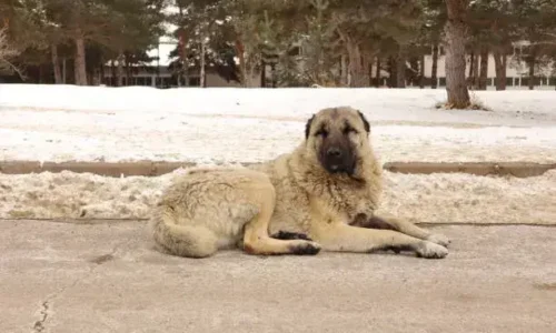 How Do Wild Dogs Trim Their Nails?