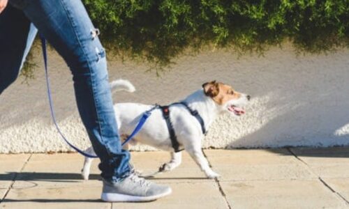 How Much To Charge To Let A Dog Out? Explained