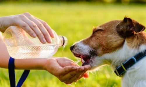 Should Dogs Drink Water After A Walk? Facts You Should Know