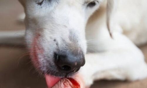 What Happens If Dogs Taste Human Blood? (Facts To Know)