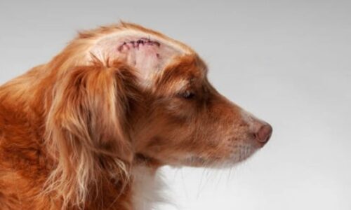 What to Do If Dogs Stitches Open? (Crucial Guideline)