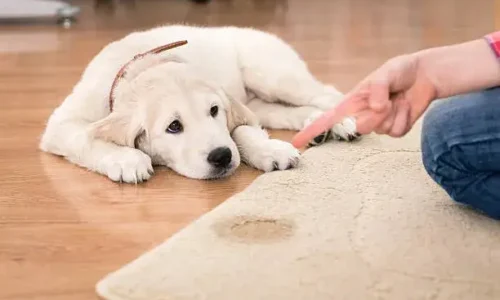 Will Dogs Lay In Their Own Urine?