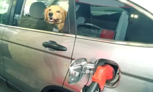 Will Dogs Lick Gasoline?