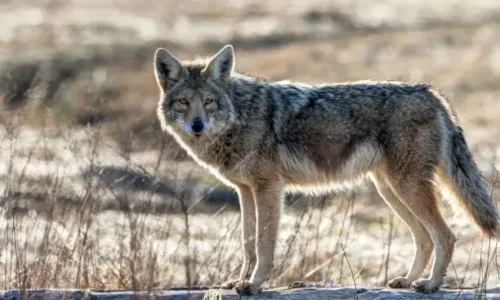 Will Dogs Mate With Coyotes?