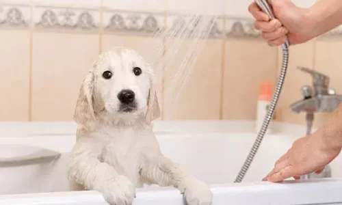 Will Dogs Nails Scratch A Bathtub?