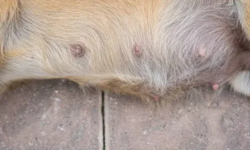 Will Dogs Nipples Swell During Heat?