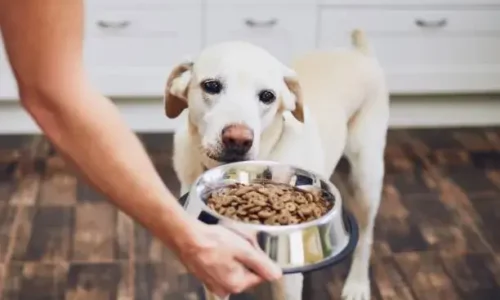 Will Dogs Starve Themselves To Death?