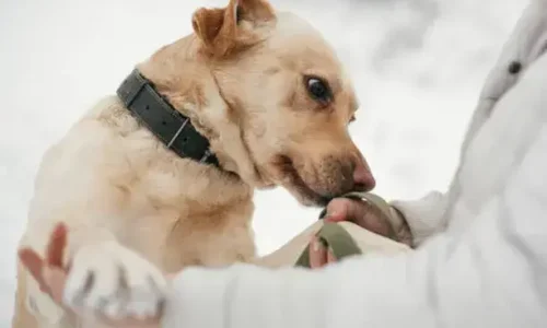 Do Dogs Get Mad When You Smell Like Another Dog?